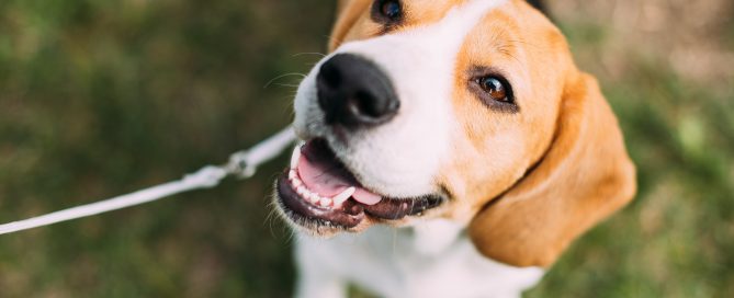 Adopt a Dog at Etowah Valley Humane Society