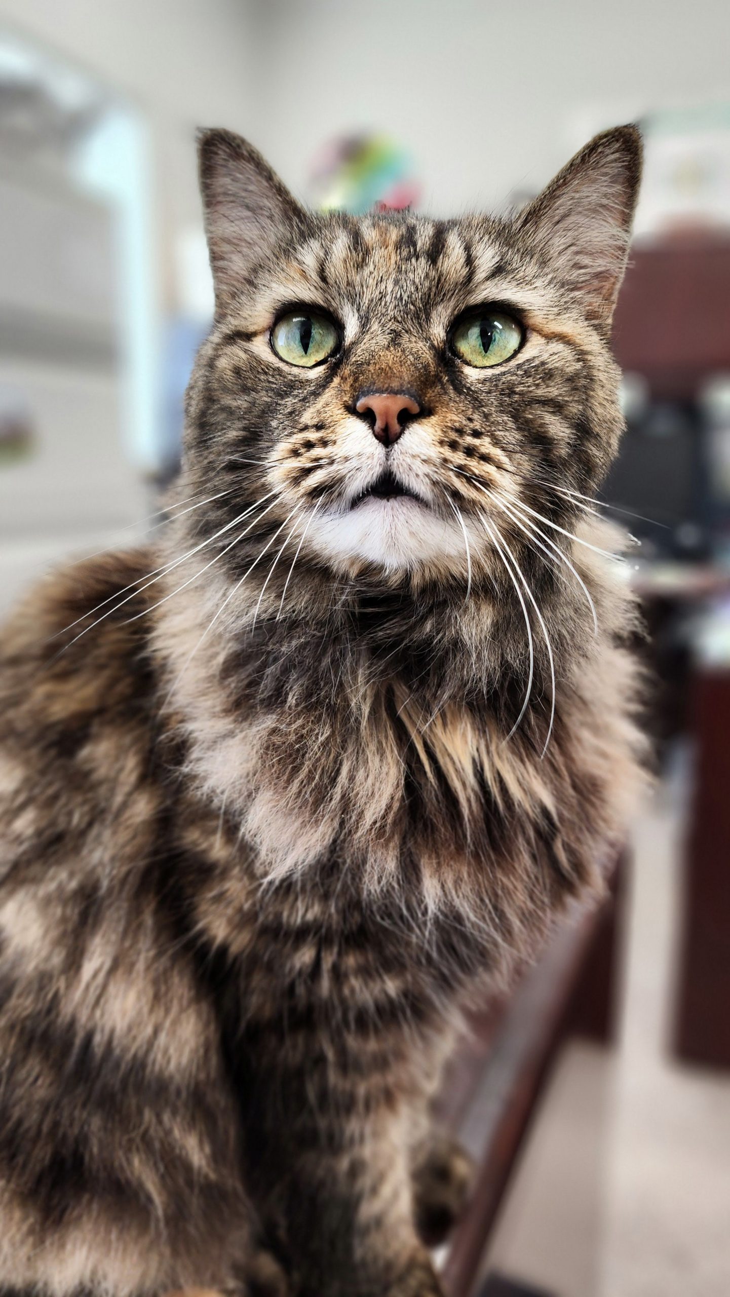 Tori, Office Cat of Etowah Valley Humane Society