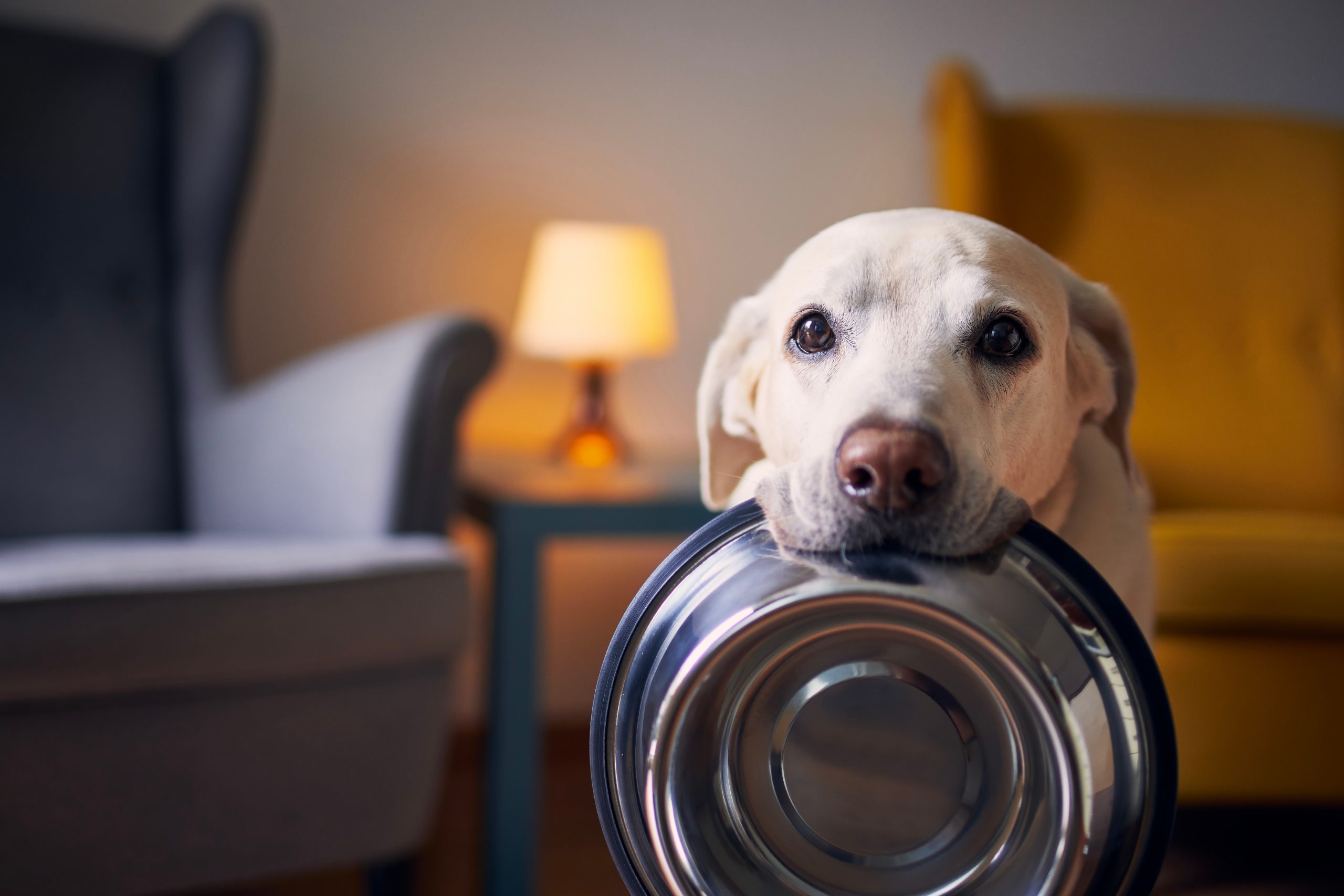 Donate Dog Food to Etowah Valley Humane Society