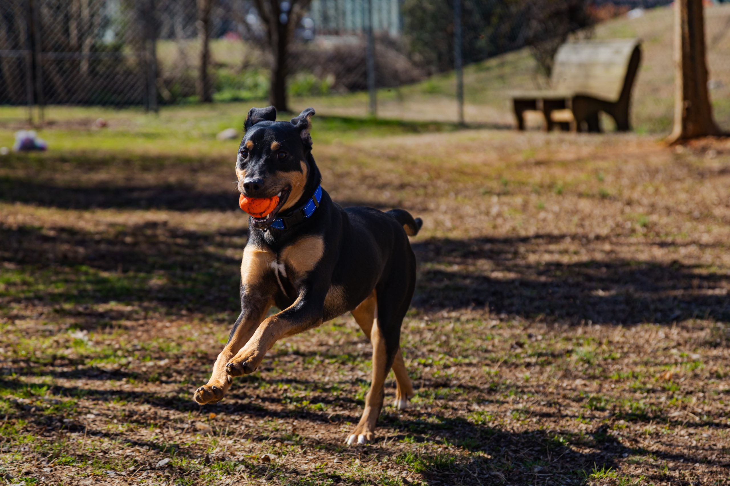 Etowah Valley Humane Society | Bartow County Animal Control | Cartersville, Georgia Animal Shelter