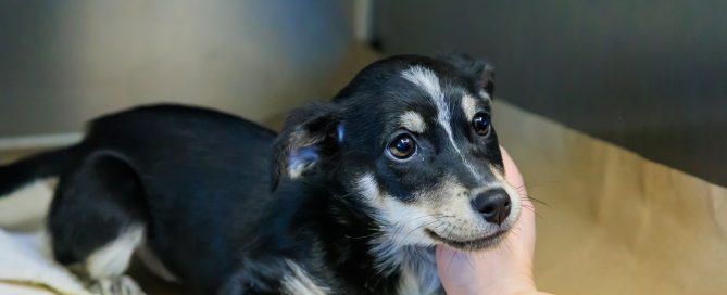 Etowah Valley Humane Society | Bartow County Animal Control | Cartersville, Georgia Animal Shelter