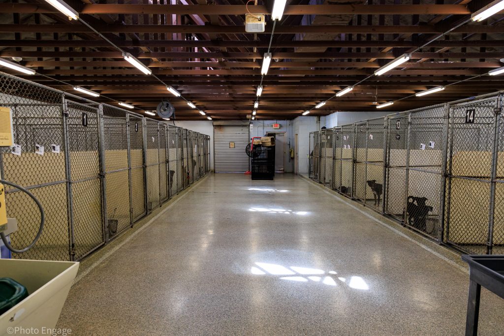 Etowah Valley Humane Society | Bartow County Animal Control | Cartersville, Georgia Animal Shelter